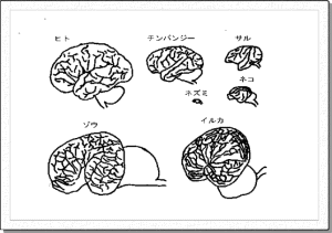 脳の比較