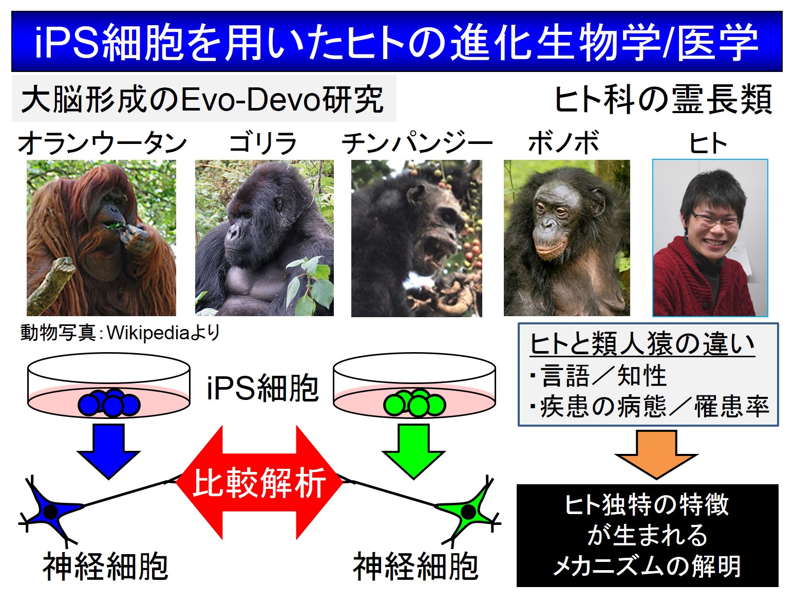 と は 類 霊長 京大霊長類研の不正支出 特別教授ら2人を懲戒解雇：朝日新聞デジタル